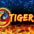 9 Tigers