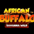 African Buffalo Savanna Wild