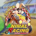 Animal Racing