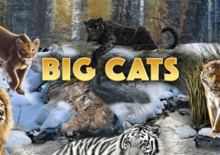 Big Cats