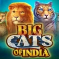 Big Cats of India