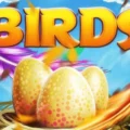 Birds Nest