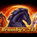 Brumby’s 243