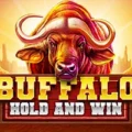 Buffalo Hold and Win