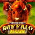 Buffalo Run