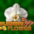 Burning Flower