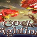 Cock Fighting