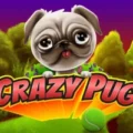 Crazy Pug