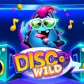 Disco Wild