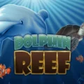 Dolphin Reef
