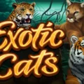 Exotic Cats