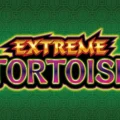 Extreme Tortoise