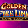 Golden Fire Link Buchae Blossom