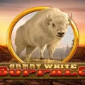 Great White Buffalo
