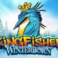 Kingfisher Winterborn