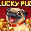 Lucky Pug