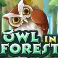 Owl in Forest
