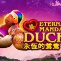 Power Prizes – Eternal Mandarin Ducks
