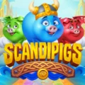 Scandipigs