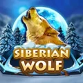 Siberian Wolf