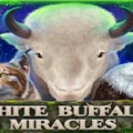 White Buffalo Miracles