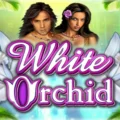 White Orchid