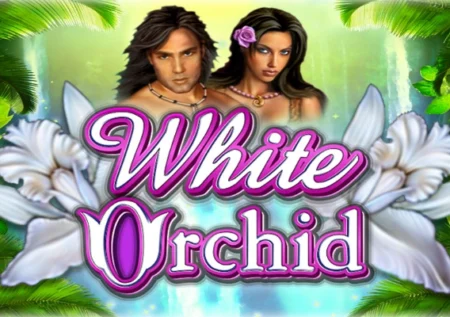 White Orchid