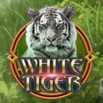 White Tiger