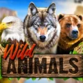 Wild Animals
