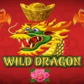 Wild Dragon