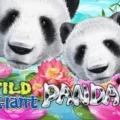 Wild Giant Panda