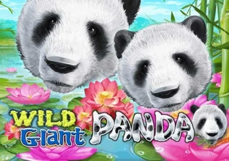 Wild Giant Panda