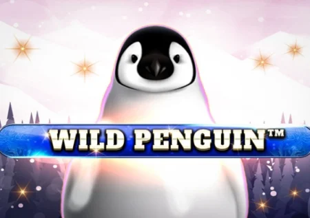 Wild Penguin