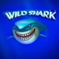 Wild Shark