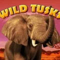 Wild Tusks